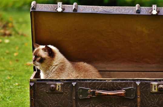 white and brown siamese cat inside chest box